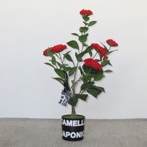 동백나무 (Camellia japonica) 조화