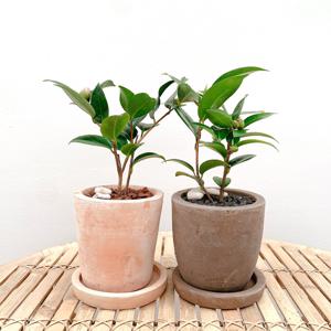 동백나무 소형 _토분 2type