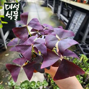 보라사랑초 나비 사랑초 자주 와인 야생화 소품 옥살리스 꽃식물