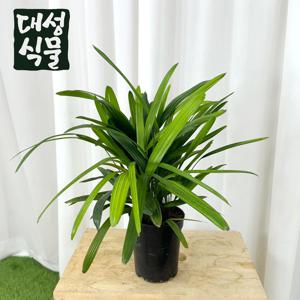 관음죽 실내공기정화 대나무 관엽 개업선물 플랜테리어 집들이선물 축하화분