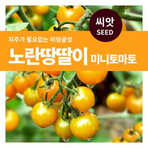 노란땅딸이 미니토마토 씨앗 30립 토마토씨 채소키우기 주말농장