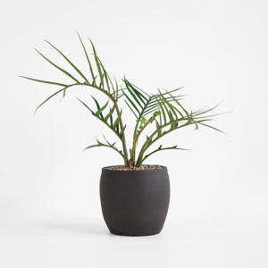 필로덴드론 토텀 (Philodendron tortum) 희귀식물 인테리어 플랜테리어