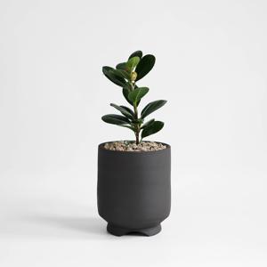 프랑스 고무나무 (Ficus rubiginosa) 공기정화식물 인테리어 플랜테리어