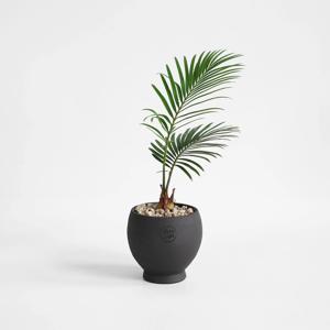 미니 소철 (Cycas revoluta Thunb.) 이국적인 식물 인테리어 플랜테리어