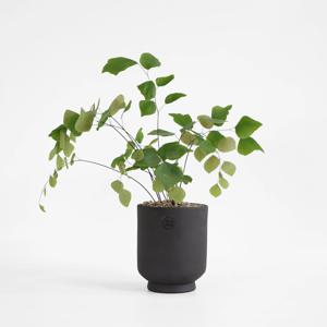 큰 잎 아디안텀 (Adiantum peruvianum) 실내음지식물 인테리어 플랜테리어