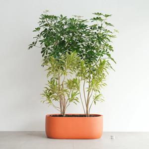 홍콩야자나무 송오브인디아 오렌지 플랜트박스 사무실 인테리어 생화 실내 공기정화화분