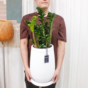 보석 금전수 대형 70cm~ 개업화분 대형화분 집들이 인테리어 식물 거실화분 플랜테리어