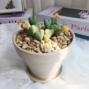 하트 다육이+리본메세지서비스 축전 독일토분 13cm 탁상용화분 개업 승진 퇴사선물 집들이