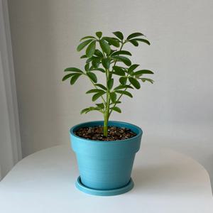홍콩야자 플라스틱화분 공기정화 키우기쉬운식물