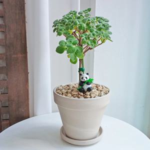 향기로운 장미허브 20cm 외목대 바오팬더 13T - 개업화분 승진화분 공기정화식물 이사