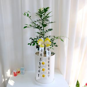 향기 솔솔 오렌지자스민 중대형 20x30cm pw 스마일꽃 3개 - 개업 축하 승진화분