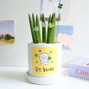 행운을 몽땅 승진화분 스투키 네잎클로버+반지 세트 13W - 개업 승진 집들이 공기정화식물