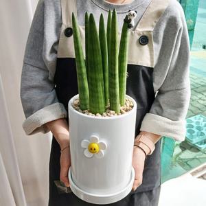 스투키 스마일꽃 15x20cm 작은팬더 공기정화식물 집들이선물 이사 결혼 생일