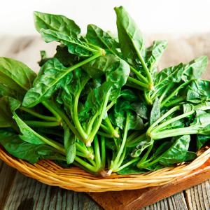 [제철시즌] 남해안 시금치 특품 500g / 1kg / 2kg