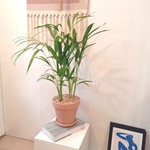 아레카야자중형 18 베이지 독일토분세트 50cm 승진 개업