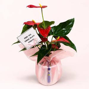 핑크 보자기 포장 빨강 안스리움 13cm 화이트 부모님 상견례 감사선물 개업 승진 개업화분
