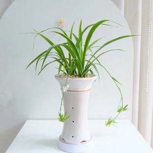 키우기 좋은 멋스러운 접란 동양란 나비란 택배 전국배송 축하난 승진란 개업난 승진화분