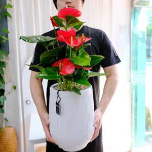시리움 안스리움 빨강 대형 p2 개업화분 개업선물 집들이 승진 이사