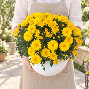 가을을 한가득 담은 국화 둥근화분 35cm~ 축하화분 개업 생일 승진 이사선물