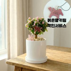 은행목13W 붉은말키링 벚꽃나무 인테리어식물 공기정화 생일선물 개업 집들이 결