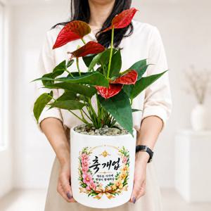 안스리움 빨강 15W 축하전사메세지 공기정화 인테리어식물