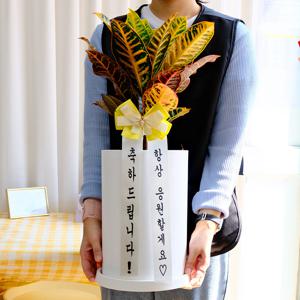 크로톤 20x30cm 중대형화분 - 공기정화식물 개업선물 생일 집들이 결혼 인테리어식물