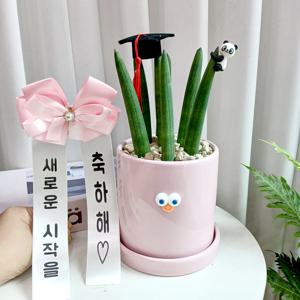 스투키 띠용 핑크화분 학사모 작은팬더 - 졸업선물 개업 승진화분 집들이