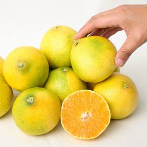 [제주] 추가증정 고당도 햇 한라봉&천혜향 2kg 중소과