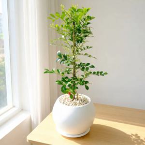 향기가 솔솔 오렌지자스민 둥근화분 50cm~ 개업화분 개업선물집들이선물 승진퇴사선물