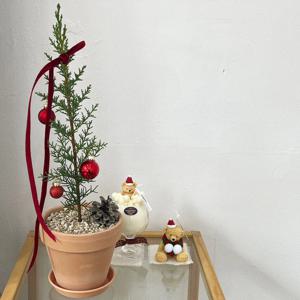 이탈리안사이프러스 크리스마스트리 오너먼트 리본 set 생화 이태리토분