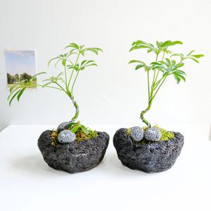 홍콩야자 쉐프렐라 미니 분재 화산석 화분 눈알 에그스톤 - 공기정화식물 개업 승진 축하화분