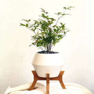 남천나무 소형 우주선화분 세트 검은돌 - 승진 개업화분 리본문구
