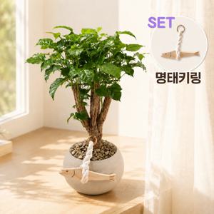 꽃말 번영 녹보수 달항아리 아이보리 화분 명태키링 set 개업 승진 집들이 축하화환 퇴사