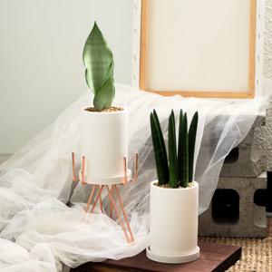문샤인 산세베리아, 스투키 택1 10x15cm 키우기 쉬운 공기정화식물 인테리어식물