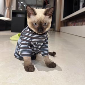 애완 고양이 반팔 티셔츠 독일 풍선 고양이 털 없는 고양이 특수 의류 인터넷 유명인 패션 고양이 의류