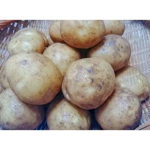 업소용 대용량 비급 감자 23년 햇감자 (왕특) 10kg 20kg
