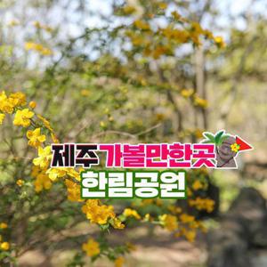 [제주] 한림공원+제주가볼만한곳