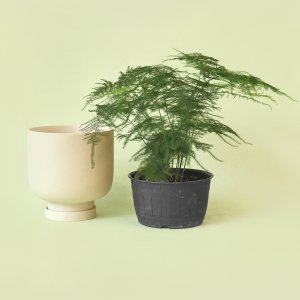 월간식물 8월 아스파라거스 나누스 중형 키우기 쉬운 관엽 식물 공기정화식물