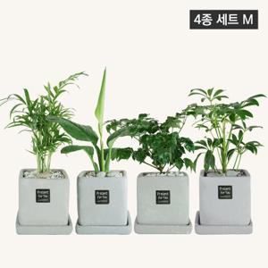 공기정화식물 시멘트 소형 화분 4종 M 테이블야자+스파티필름+해피트리+홍콩야자
