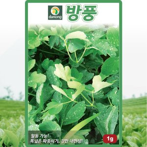다농 방풍 씨앗 1g 토종 방풍씨 나물 약초 종자