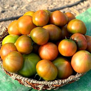 대저농협 새벽수확 새벽짭짤이 2.5kg (대저 짭짤이 토마토/대저 토마토) 골라담기