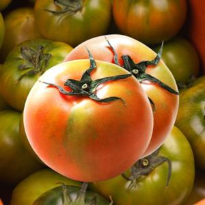 포미식탁 부산 대저 짭짤이 토마토 2.5kg 소과