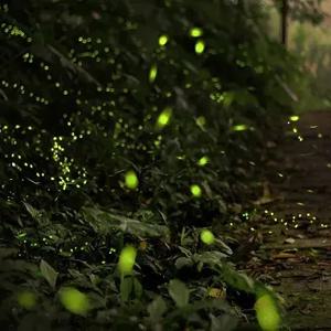 코타키나발루 수림 반딧불 투어 출국 패키지 (마사지 포함)