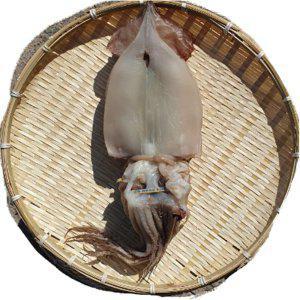 반건조오징어 해풍맞고말린 구룡포 10마리 쫄깃한식감 맛있는간식