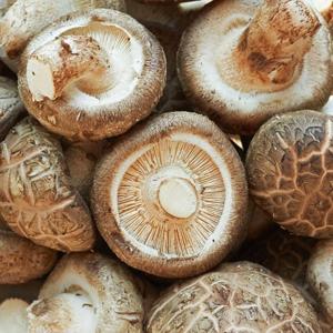 [산정마을] 안동 무농약 생 표고버섯 (생 표고 못난이) 1kg