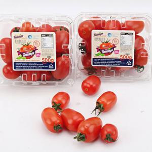 [자연품애 토마토]스테비아토마토 대추방울토마토 2kg (500g x 4팩)