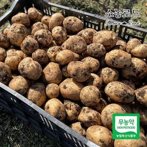 소농로드 무농약 제주 감자 5kg (제주산, 실중량)