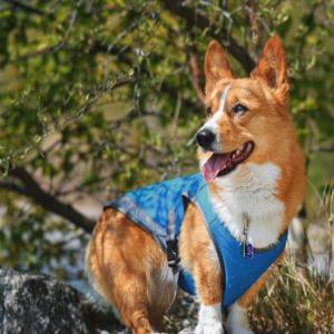 더위를 막아주는 강아지 조끼 댕댕이 쿨링베스트 반려동물 산책