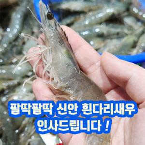 국내산 활새우 신안 제철 흰다리새우 1kg 대하 왕새우