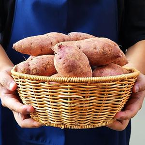 산지직송 해남 비세척 꿀밤고구마 중 10kg 베니하루카